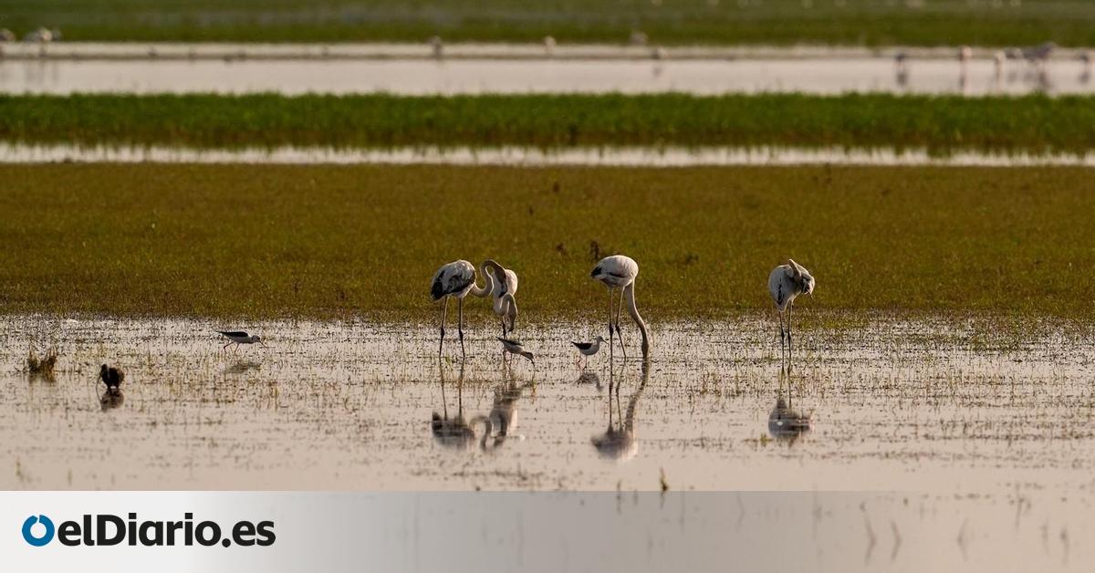 El Gobierno plantea un deslinde de Doñana que altera su esencia y rechazan científicos y hasta organismos estatales