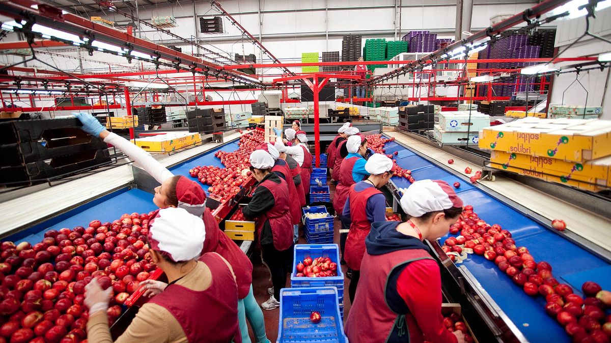 Tiempo de la fruta de hueso: un trabajo "de todos"