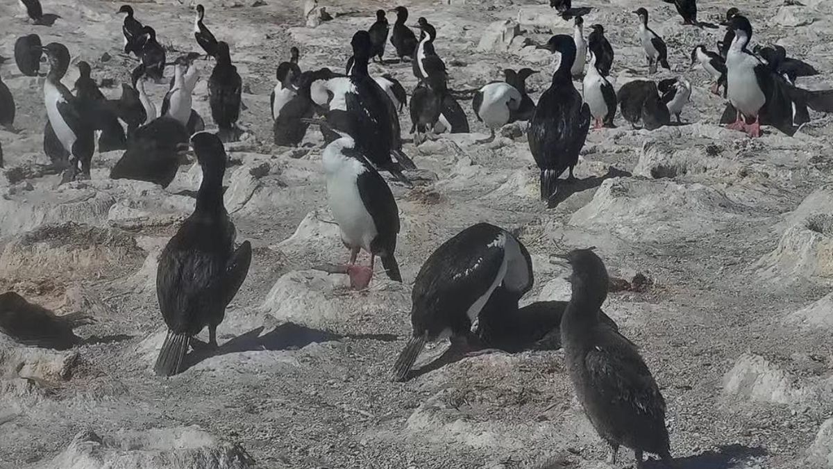 El CONICET muestra la vida de los pingüinos en la provincia de Chubut.