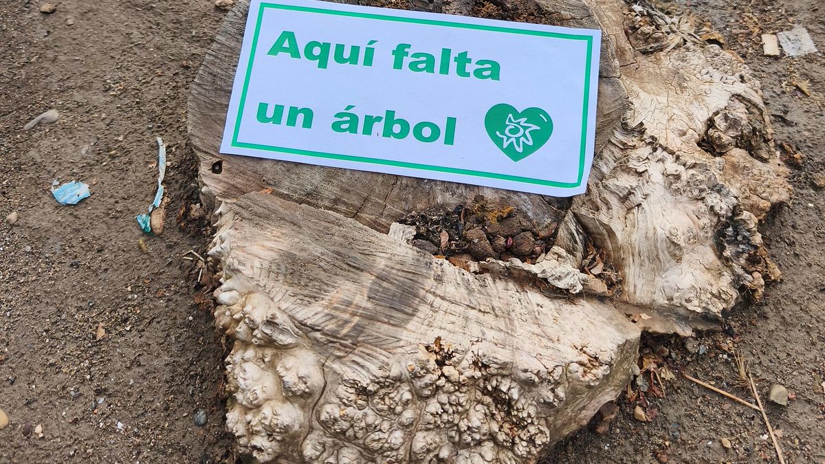 Radiografía del arbolado urbano en La Rioja: identifican cerca de 1.700 alcorques vacíos o asfixiados en la región
