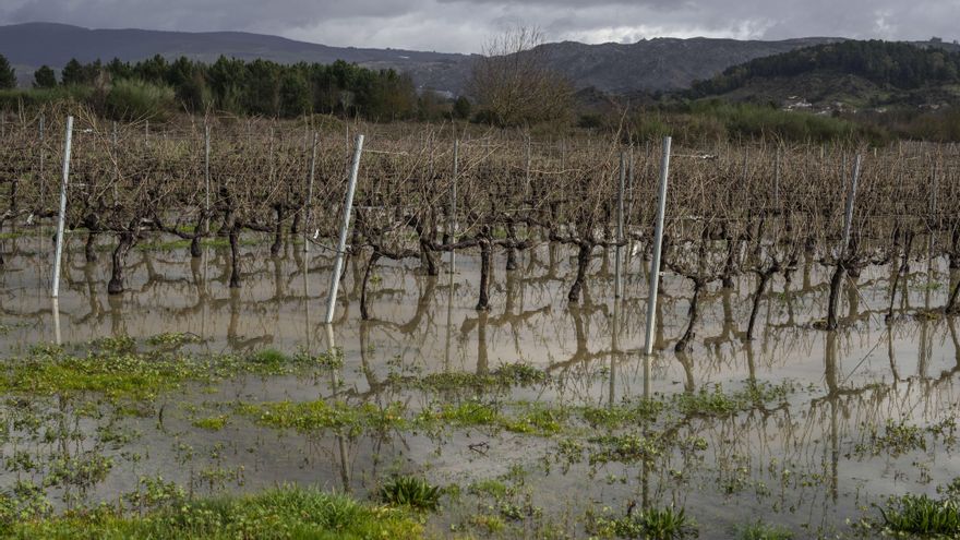 Las crecidas inundan riberas fluviales en la provincia de Ourense, con A Peroxa y Ribadavia en nivel rojo