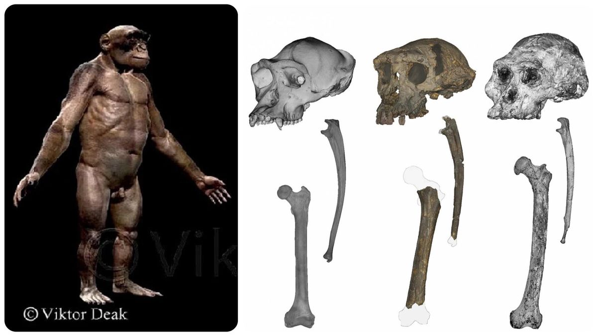 El ‘Sahelanthropus’ se consolida como el primer antepasado humano que caminó a dos piernas