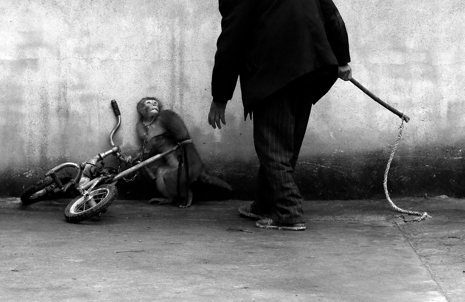 Un mono amaestrado y su cuidador con el latigo en un circo de Suzhou, China. Yongzhi Chu/Premio World Press Photo