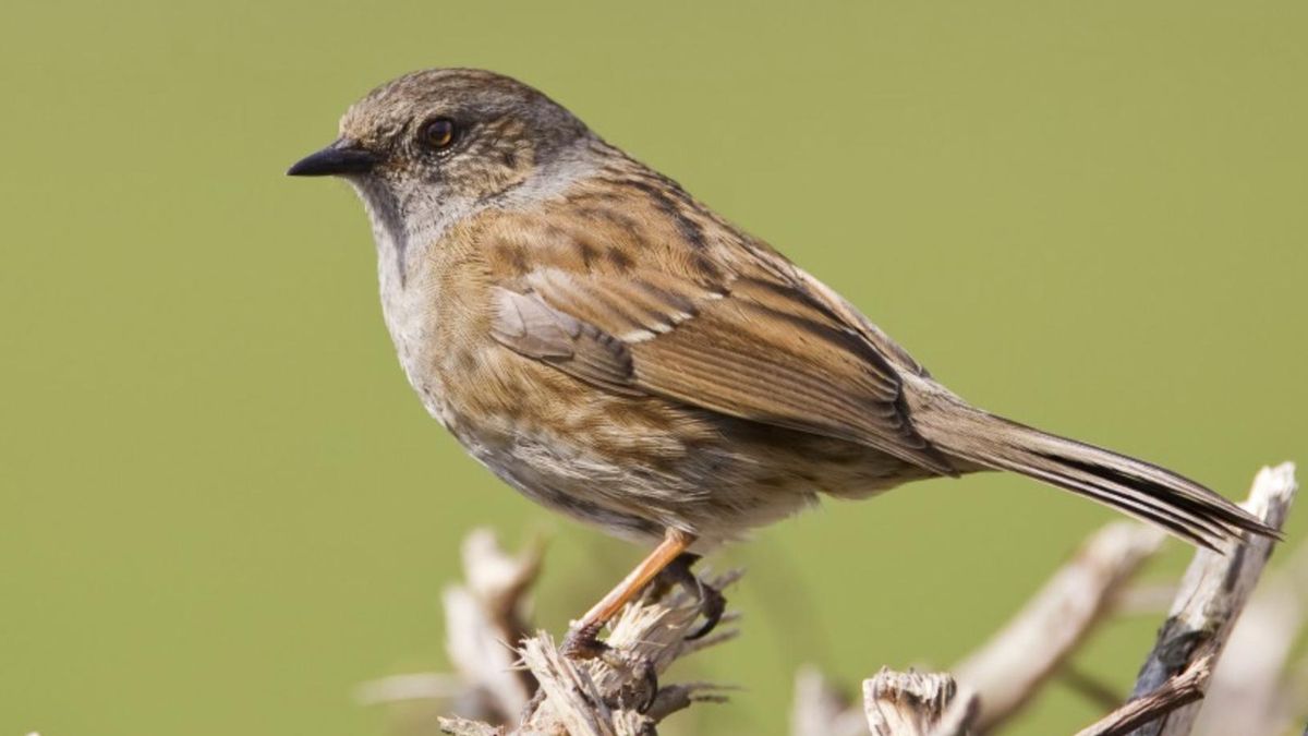 ¿Por qué estas aves gritan tanto durante el sexo? La respuesta podría cambiar lo que se sabe sobre los roles de género