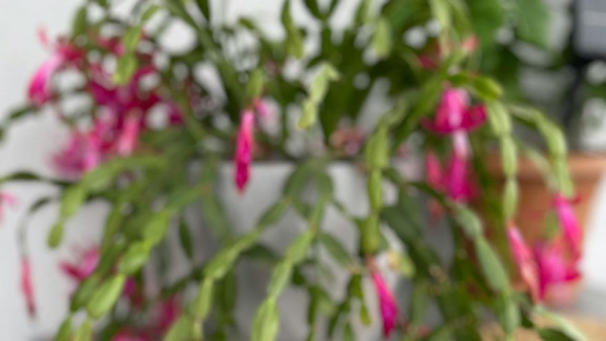 Este tipo de plantas necesitan estar a la sombra pero al mismo tiempo recibir algo de iluminación natural