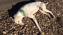 Varias asociaciones denuncian que unos 50.000 galgos son abandonados o asesinados cada año