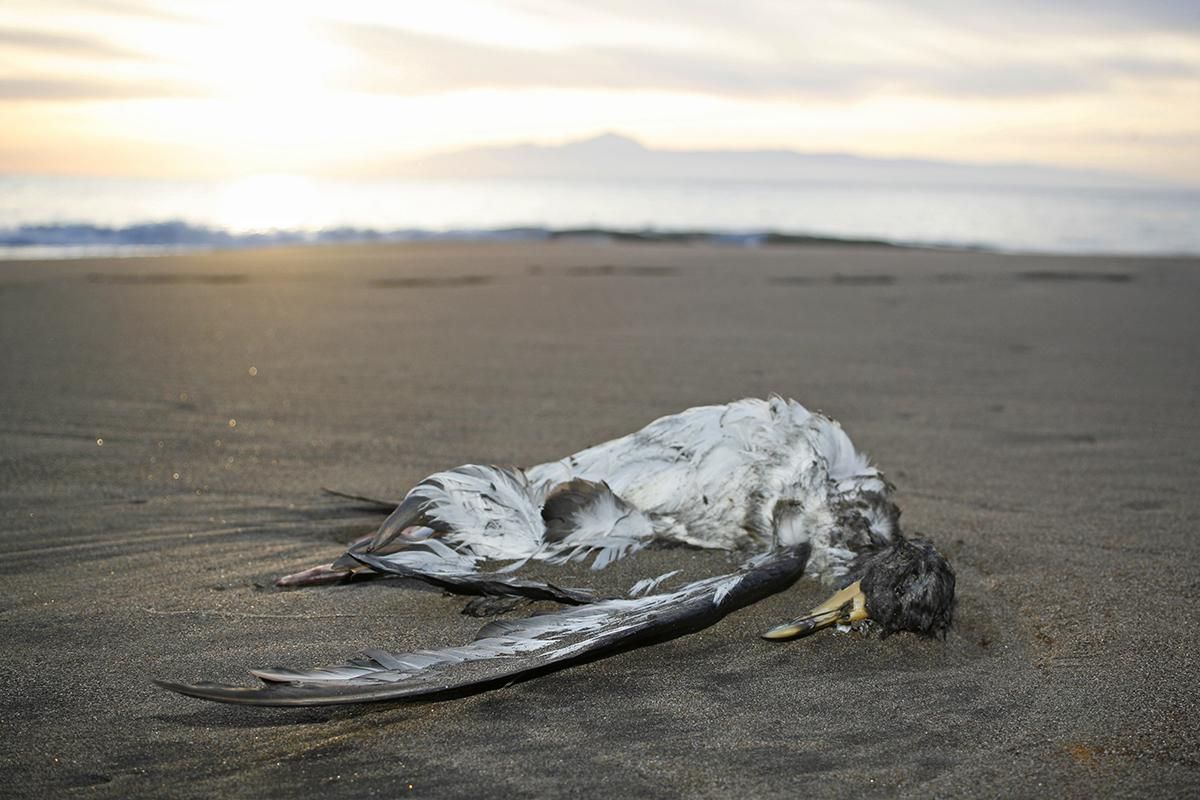 Ave muerta en la playa de Güigüi. (Foto: Alejandro Ramos)