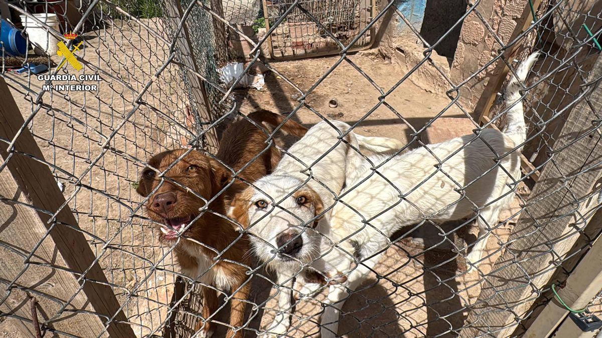 En el domicilio los agentes encontraron animales en malas condiciones