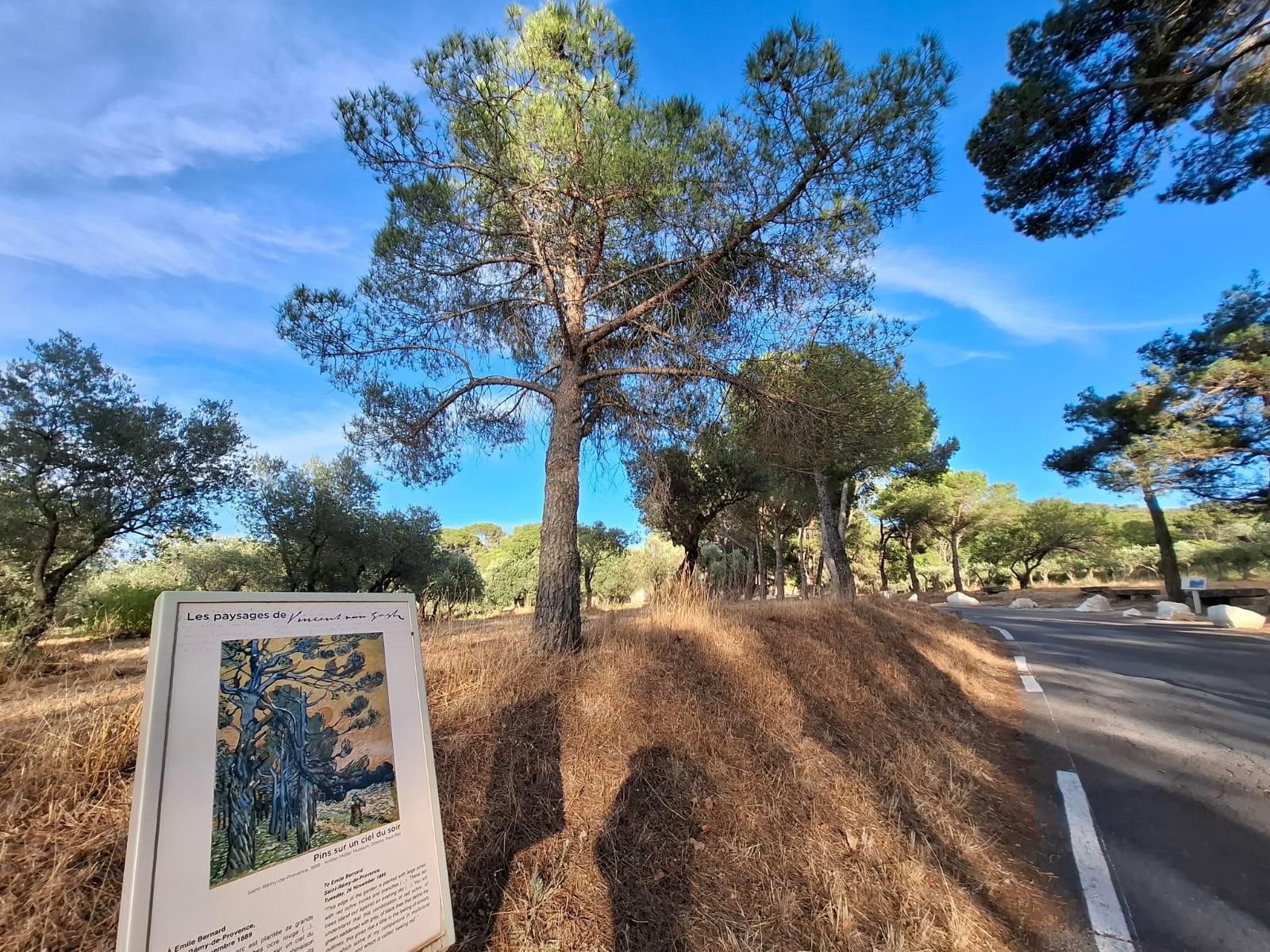 ‘Pinos sobre el cielo de la tarde’, en el camino al sanatorio.