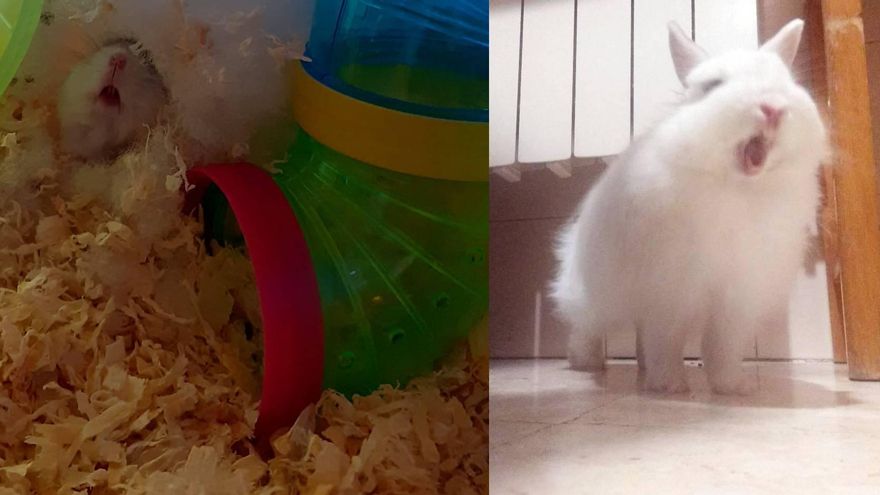 Incluso los mamíferos más pequeños bostezan