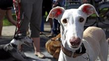 Un centenar de personas piden erradicar la caza con galgos en España