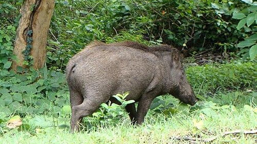 Los primeros festines no eran solo comida: también implicaban viajes de más de 70 km con jabalíes a cuestas
