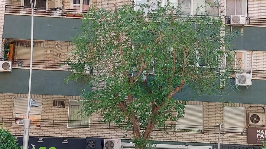 Ecologistas y Ayuntamiento de Jaén se enfrentan por la poda de decenas de árboles de una de sus avenidas principales