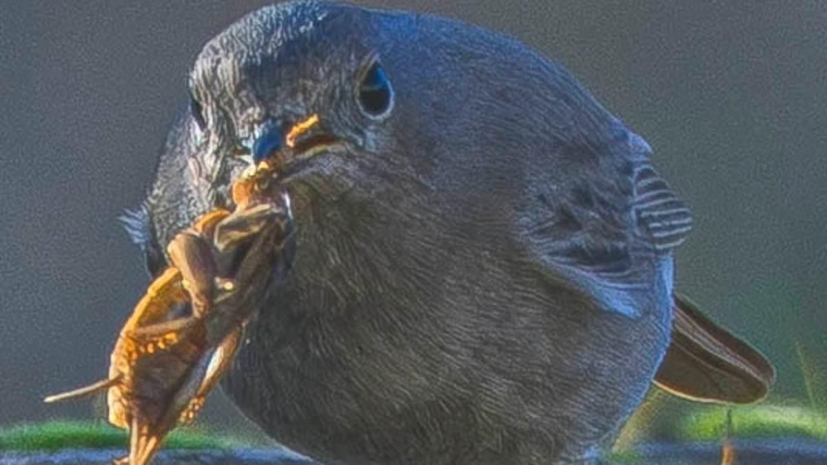 Colirrojo Tizón. Rafael Raigon