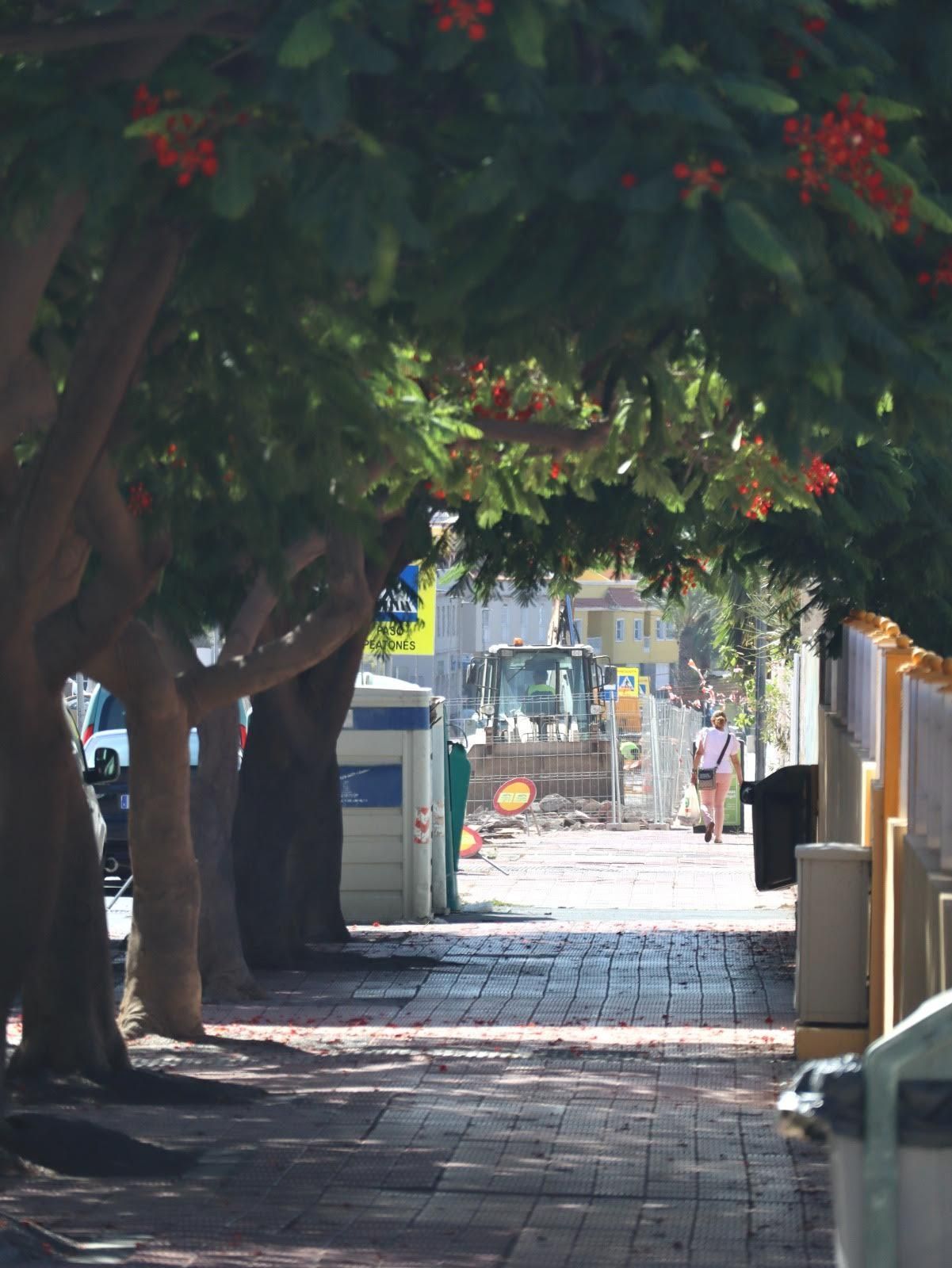 Obras en la Avenida José Aguiar en San Sebastián de La Gomera donde se están talando flanboyanes