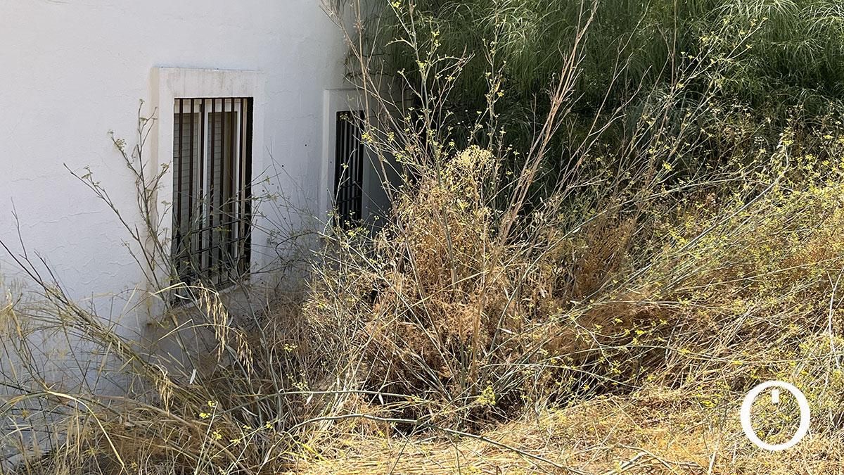 Pastos en el solar anexo a la calle Cardenal Portocarrero