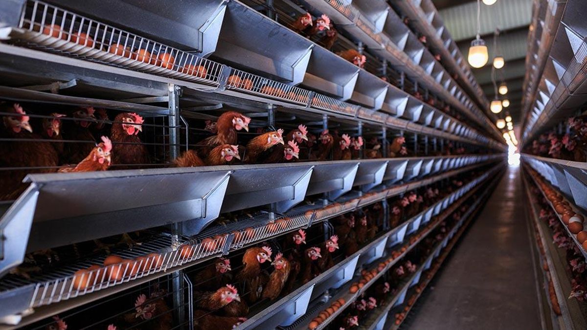 Gripe aviar: ¿cuántas crisis más hasta que los supermercados dejen de vender huevos de gallinas enjauladas?