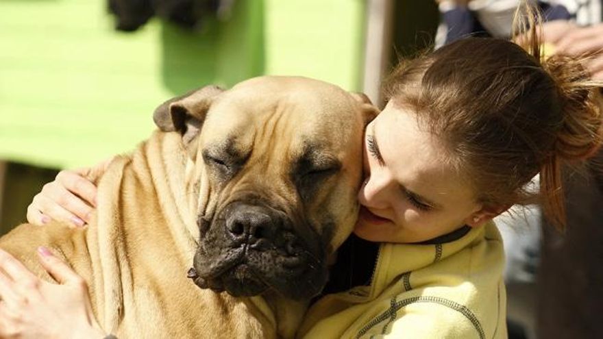 ¿Me entiende mi perro cuando hablo con él? Esto dice la ciencia
