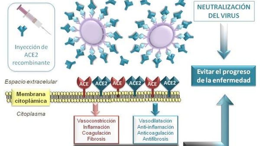 Tratamiento de la Covid-19 con ACE2 recombinante