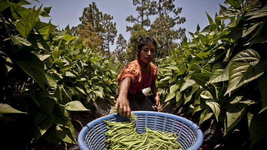 Mujer trabajando en la cosecha en Guatemala. Pablo Tosco / Intermón Oxfam