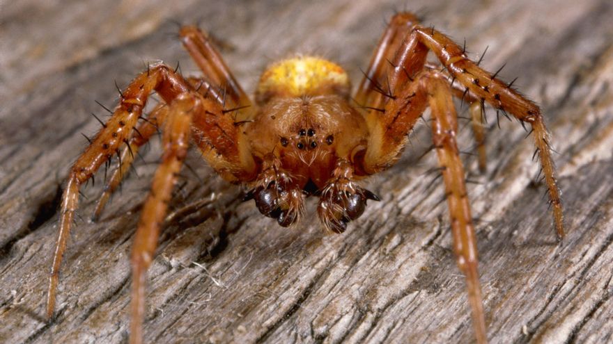 La araña violinista europea: qué se sabe (y qué no) sobre su peligrosidad real