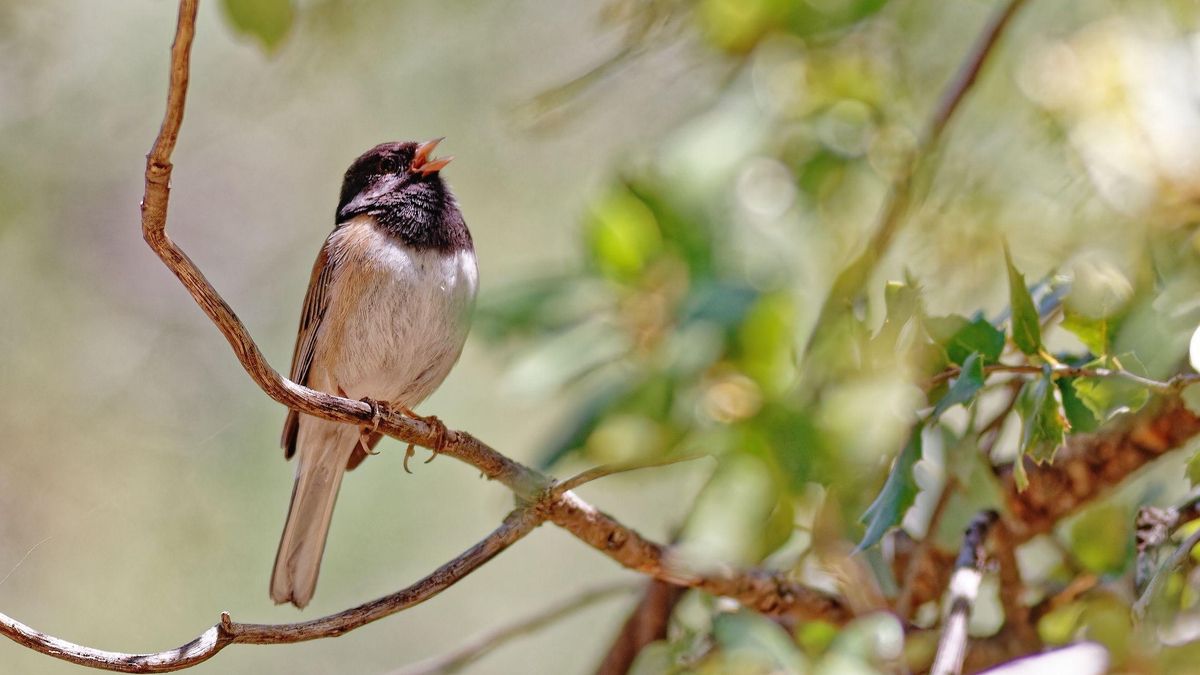 A las aves paseriformes se las conoce comúnmente como pájaros cantores.