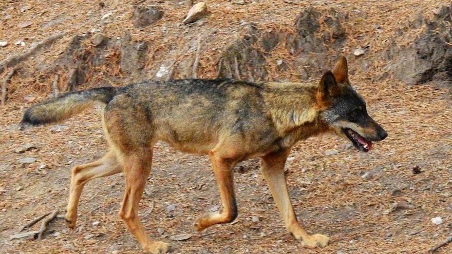 PACMA acusa al Gobierno de Cantabria de "exterminar" al lobo ibérico