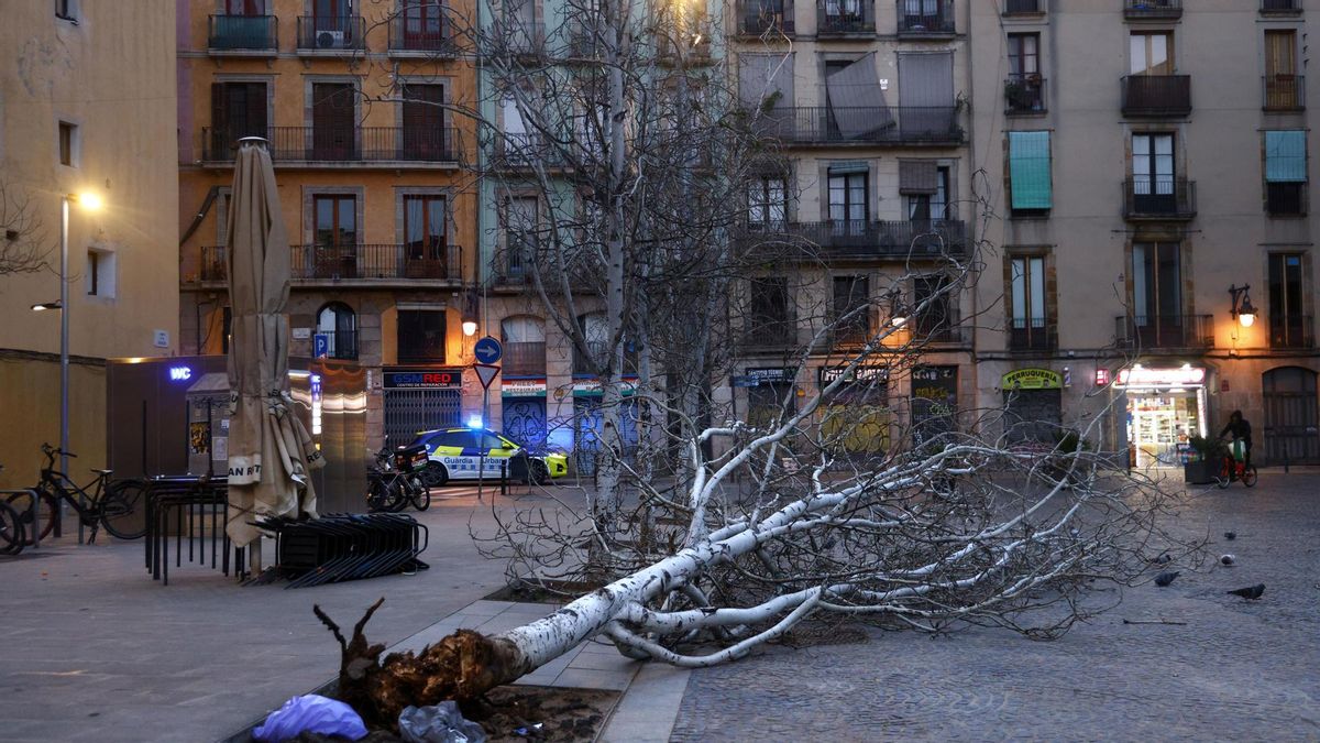 Vista de un árbol caído en el centro de Barcelona este jueves