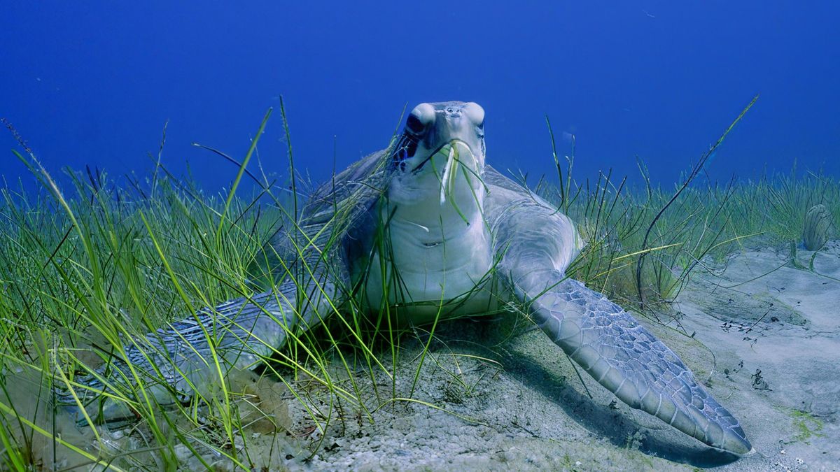 Una tortuga en un sebadal.
