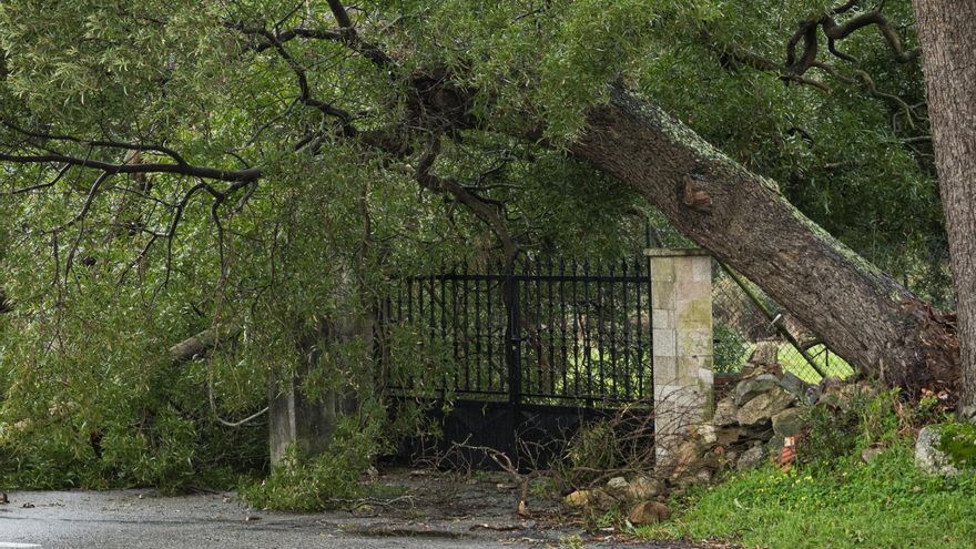Árbol tirado tras las fuertes rachas viento en la comarca de Salnes el 27 de enero de 2025