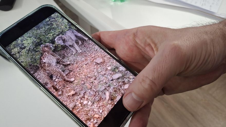 Dos linces peleando a cabezazos se convierte en vídeo viral en redes sociales