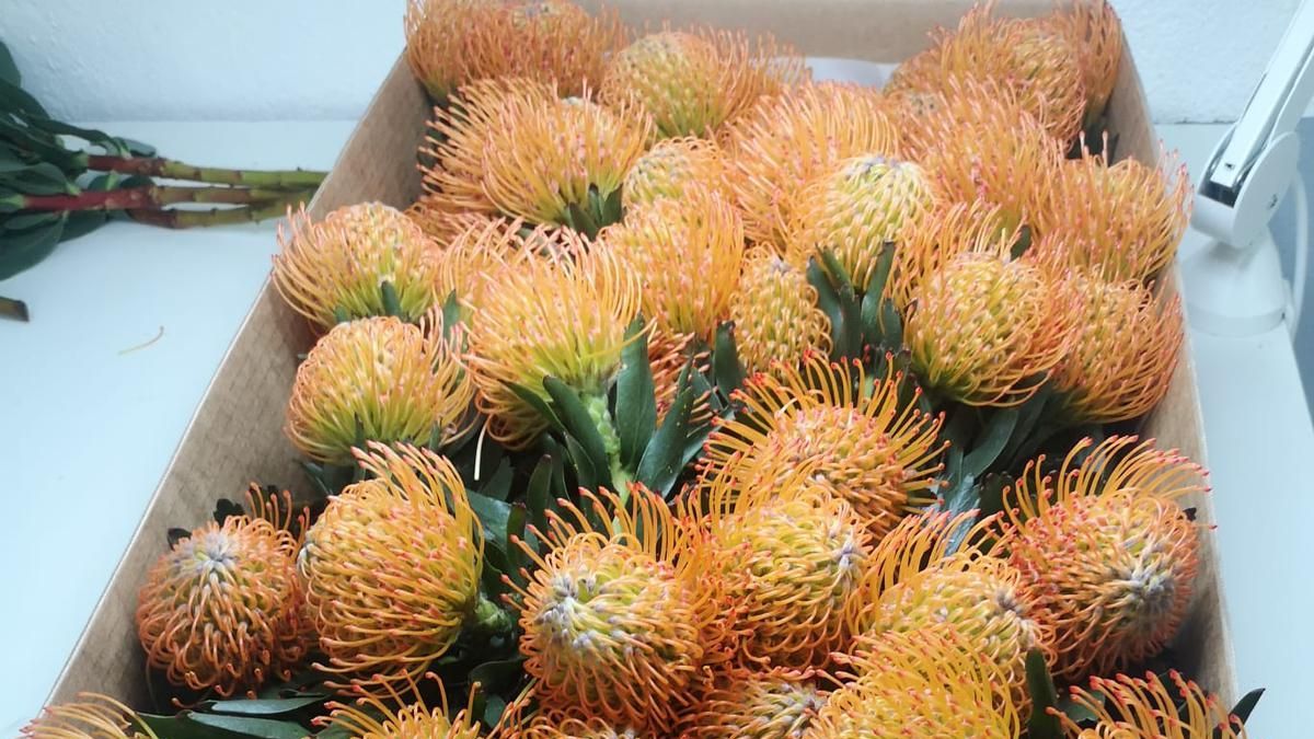 Una parte de las proteas que se cultivan en La Palma  (en la imagen)   van a mercados internacionales.