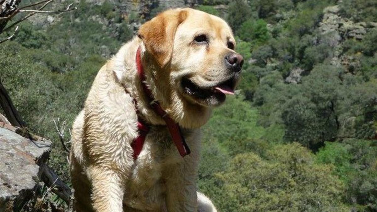Si tu perro no está acostumbrado a largos paseos puede ser perjudicial con este calor