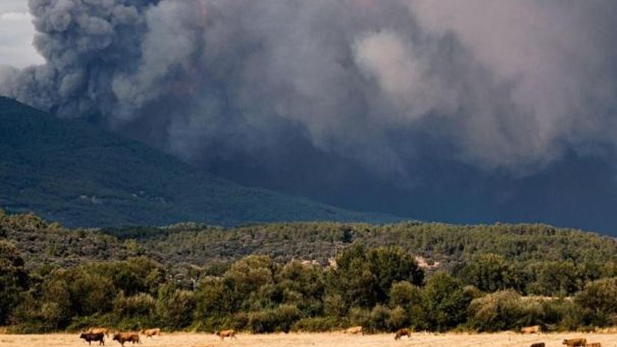Alivio para 469 ganaderos toledanos: el incendio de Burgohondo no ha alcanzado las explotaciones