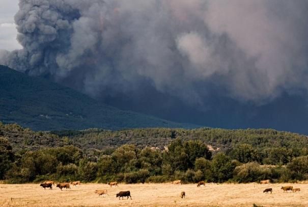 Varias vacas con el incendio al fondo desde el valle del Tiétar en Ávila.