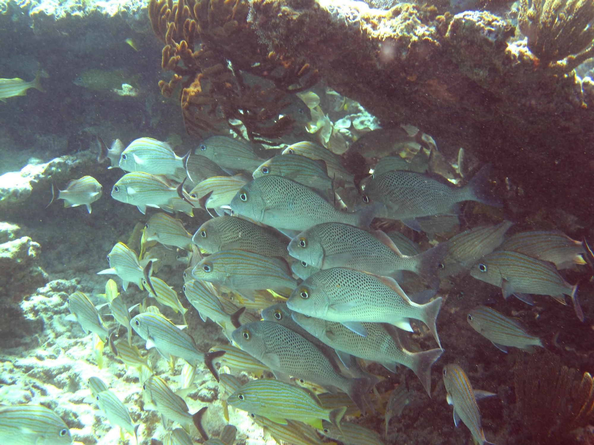 La costa yucateca tiene la segunda barrera de coralmás grande del mundo.