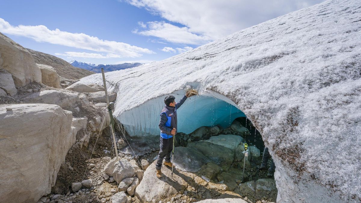Inspección del nido de un fringilo glaciar (Idiopsar speculifer). Foto: cortesía INAIGEM