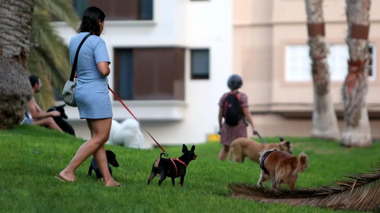 La loma de diseño ha devenido en espontáneo pipican.