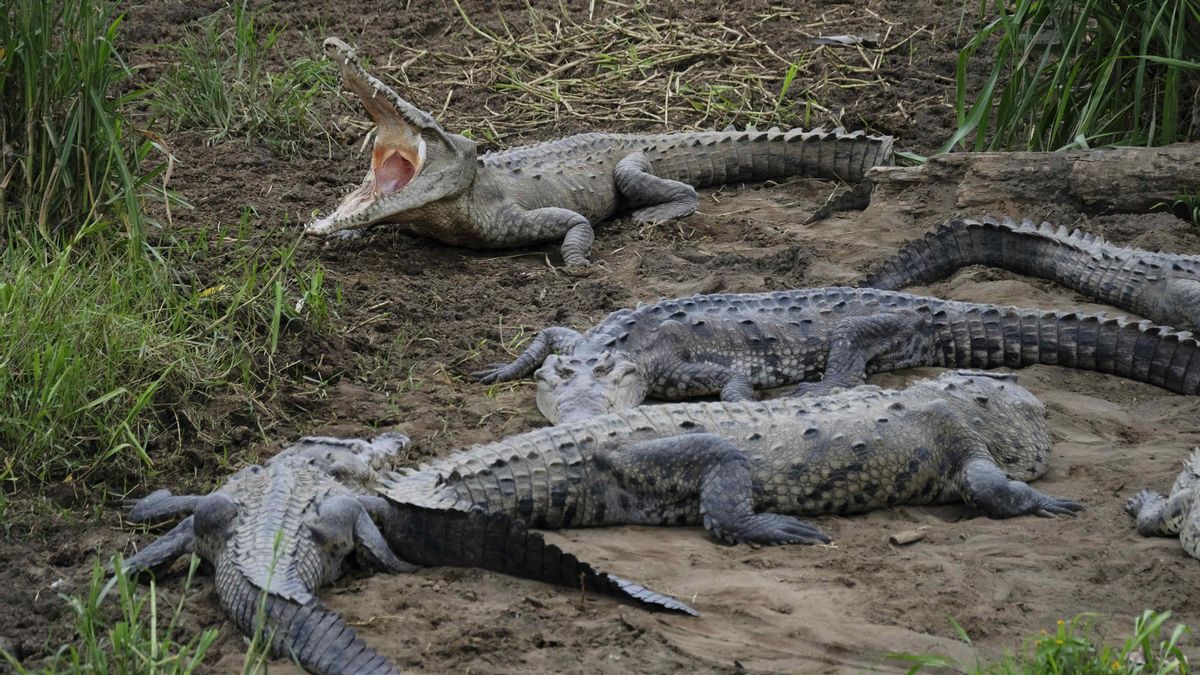 Un fósil 'olvidado' revela una nueva especie de cocodrilo de hace 200 millones de años