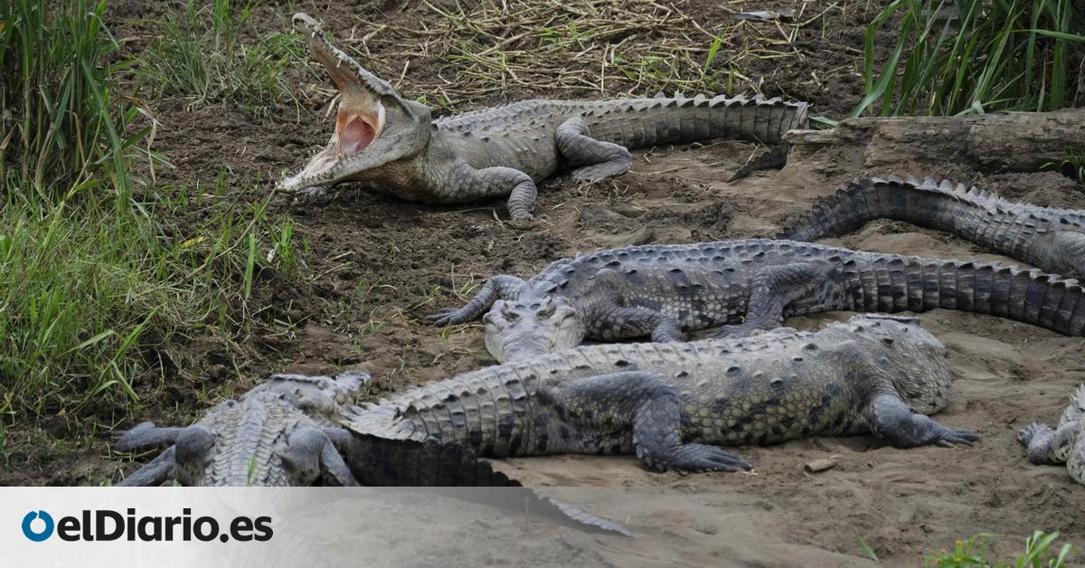 Un fósil 'olvidado' revela una nueva especie de cocodrilo de hace 200 millones de años