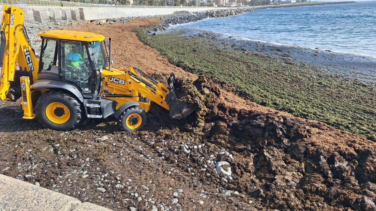 Retirados más de 100.000 kilos de algas en la costa del Cono Sur de Las Palmas de Gran Canaria en los últimos días