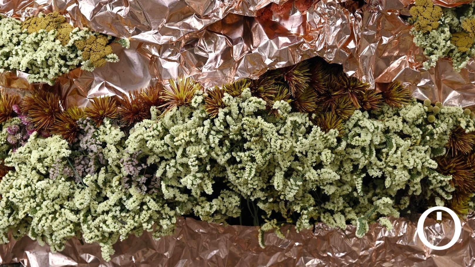 Flora 2023 - Harriet Parry