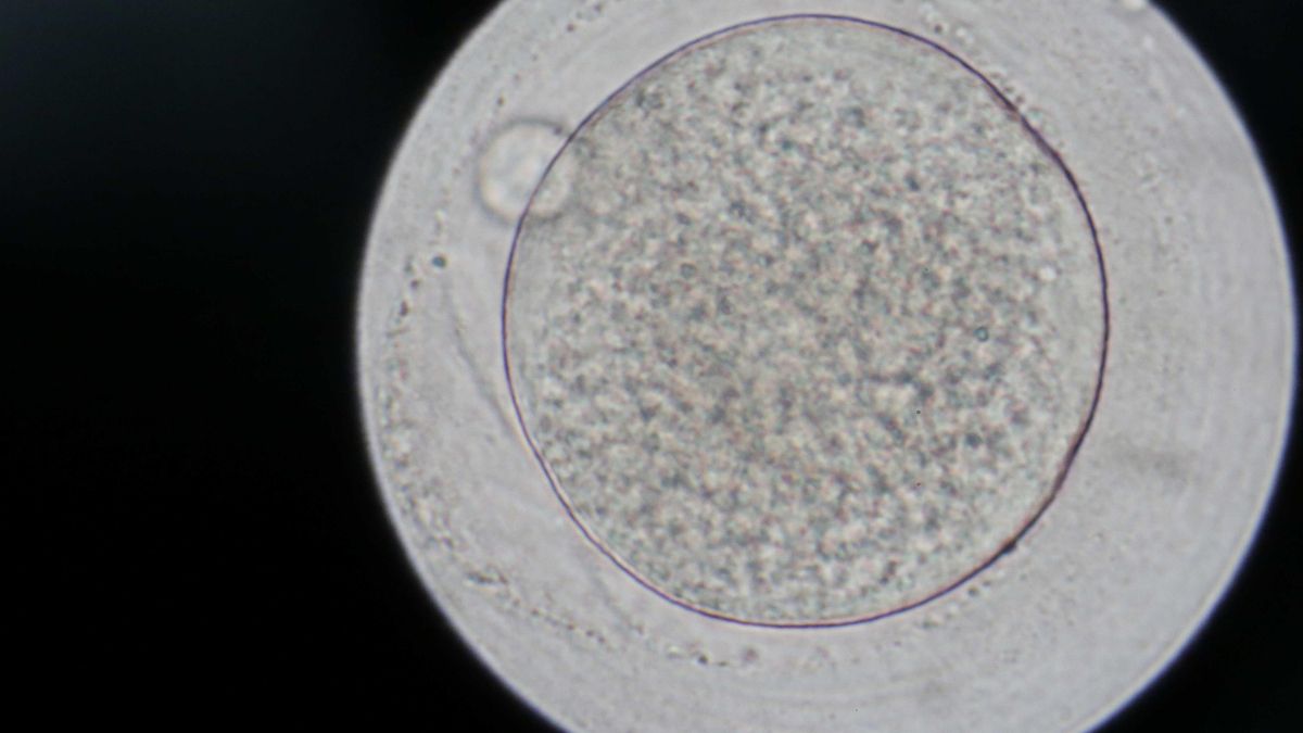 Egg freezing rates in Spain multiply by 30 over the past decade