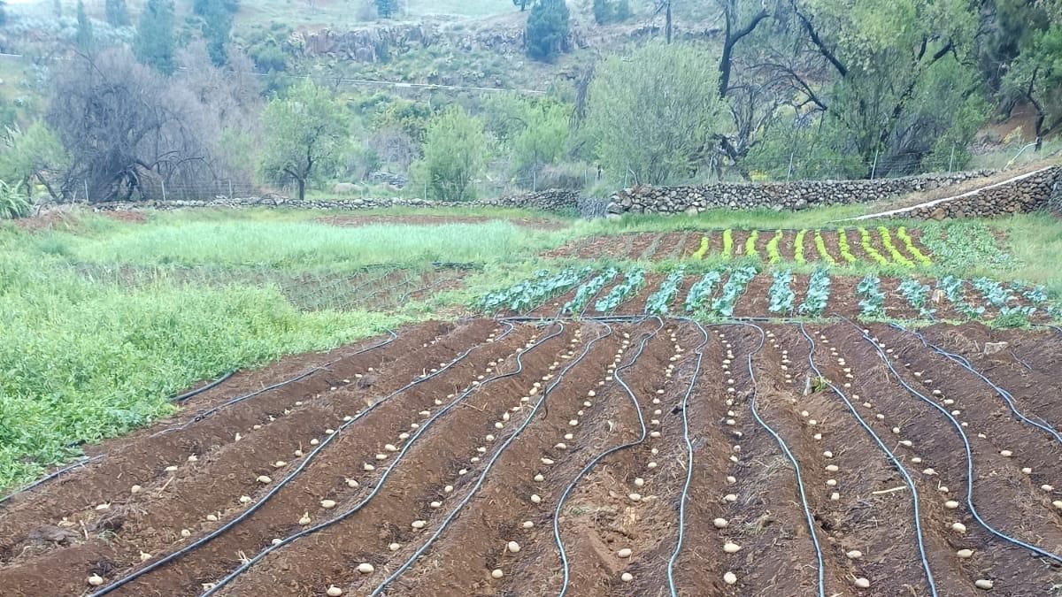 La desaparición de viveros 'bio' en Canarias “pone en jaque al sector hortícola ecológico de La Palma”