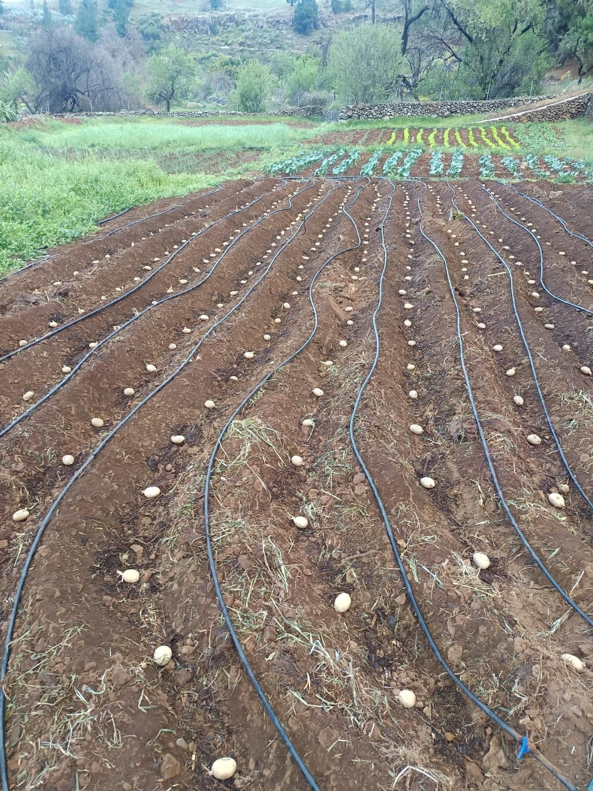 Huerta ecológica en La Palma.