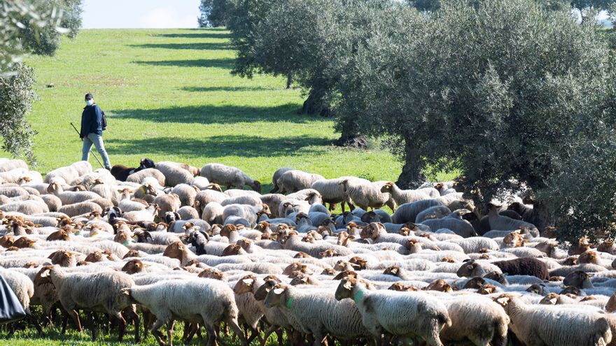 Castilla-La Mancha, primera comunidad que flexibiliza la PAC para evitar penalizaciones a agricultores o a la región