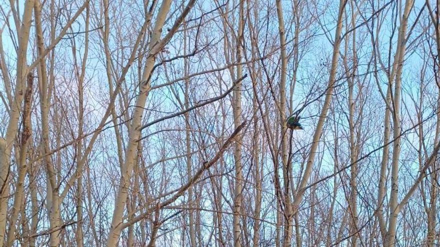 Regalo de Navidad para el influencer 'el chico de las aves': recuperan sus cuatro guacamayos robados hace un mes