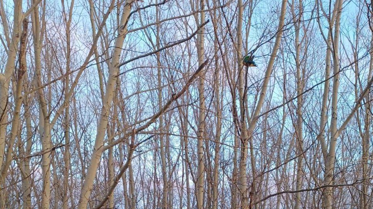 Regalo de Navidad para el influencer 'el chico de las aves': recuperan sus cuatro guacamayos robados hace un mes