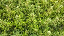 El cannabis medicinal ya es legal en Portugal, pero nadie lo comercializa