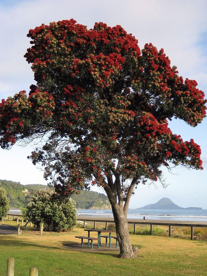 La hipótesis del naufragio gallego en Oceanía también echa raíces en A Coruña